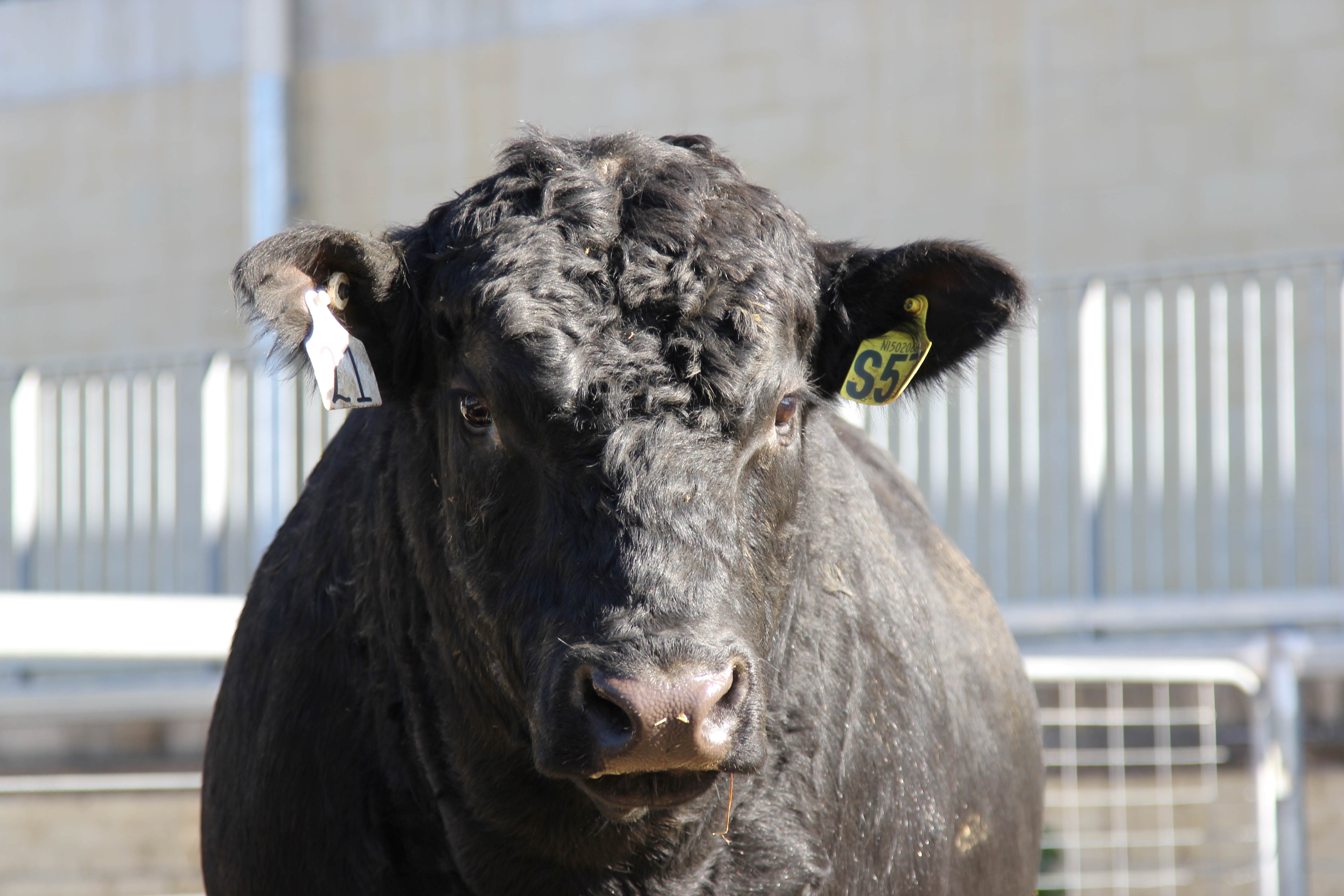 Farrer Memorial Agricultural High School - Angus Stud