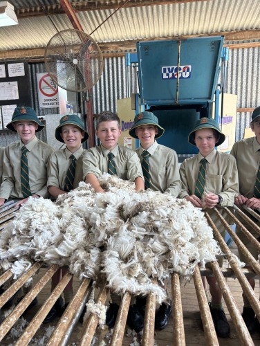 Year 9 Wool Science Sheering